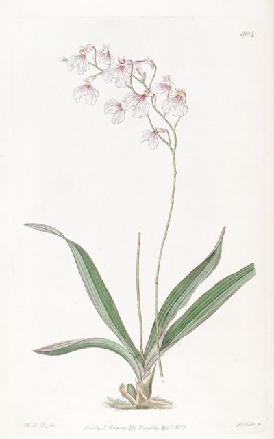 Ionopsis utricularioides da W.B.B.